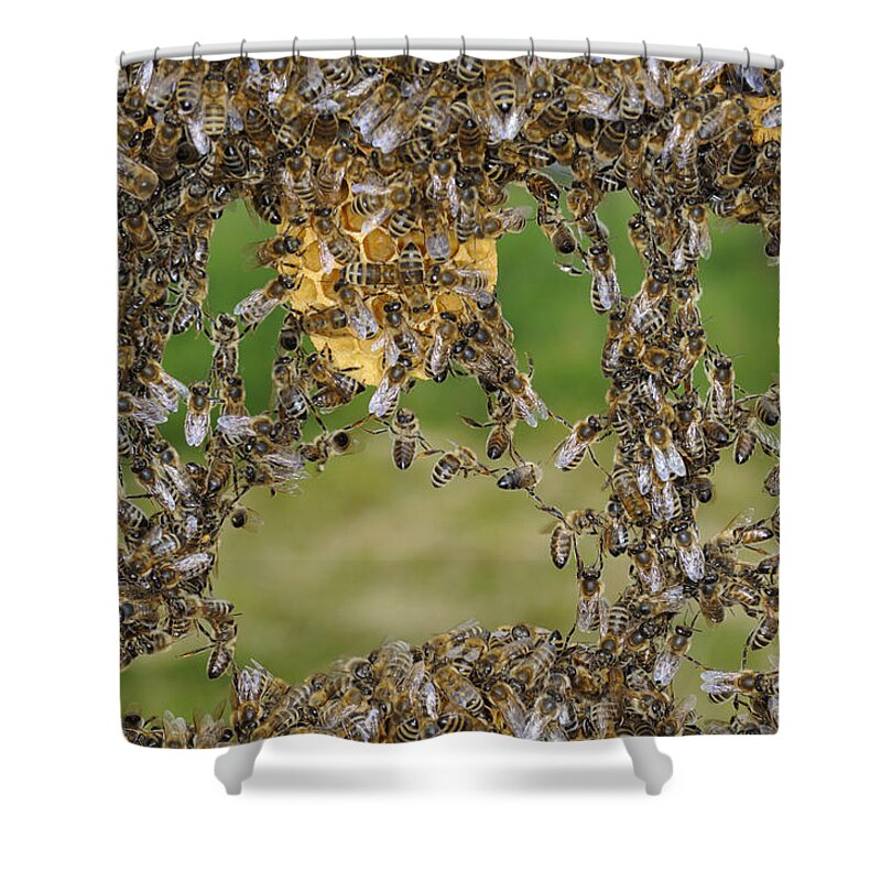 Feb0514 Shower Curtain featuring the photograph Honey Bees Join To Repair Honeycomb #1 by Heidi & Hans-Juergen Koch