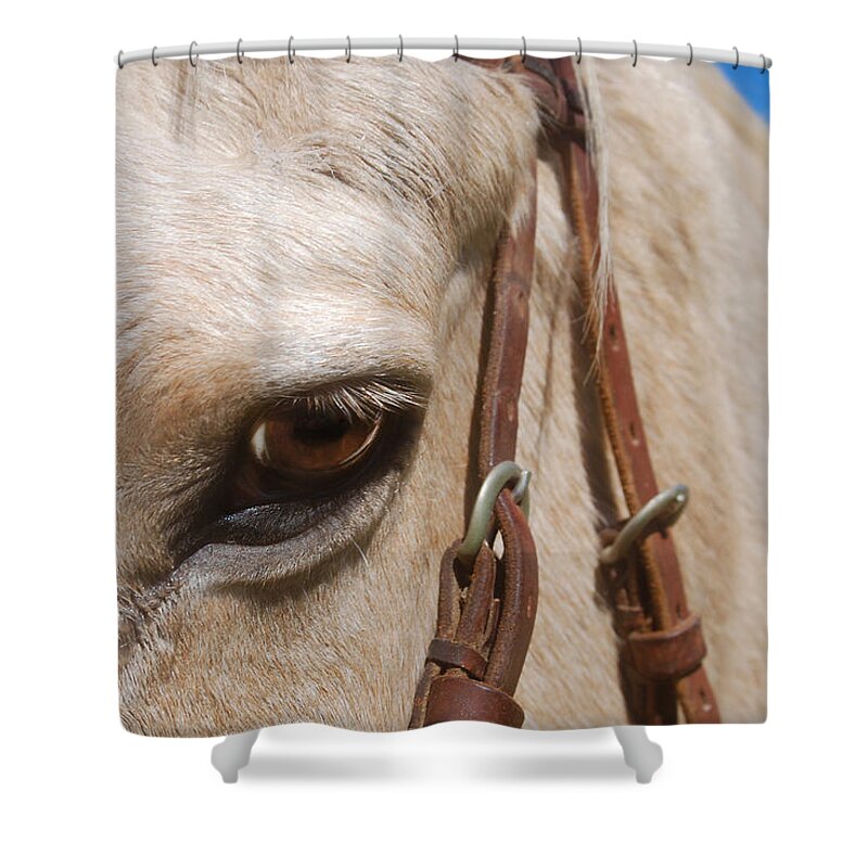 Photograph Shower Curtain featuring the photograph Horse Eye #1 by Larah McElroy