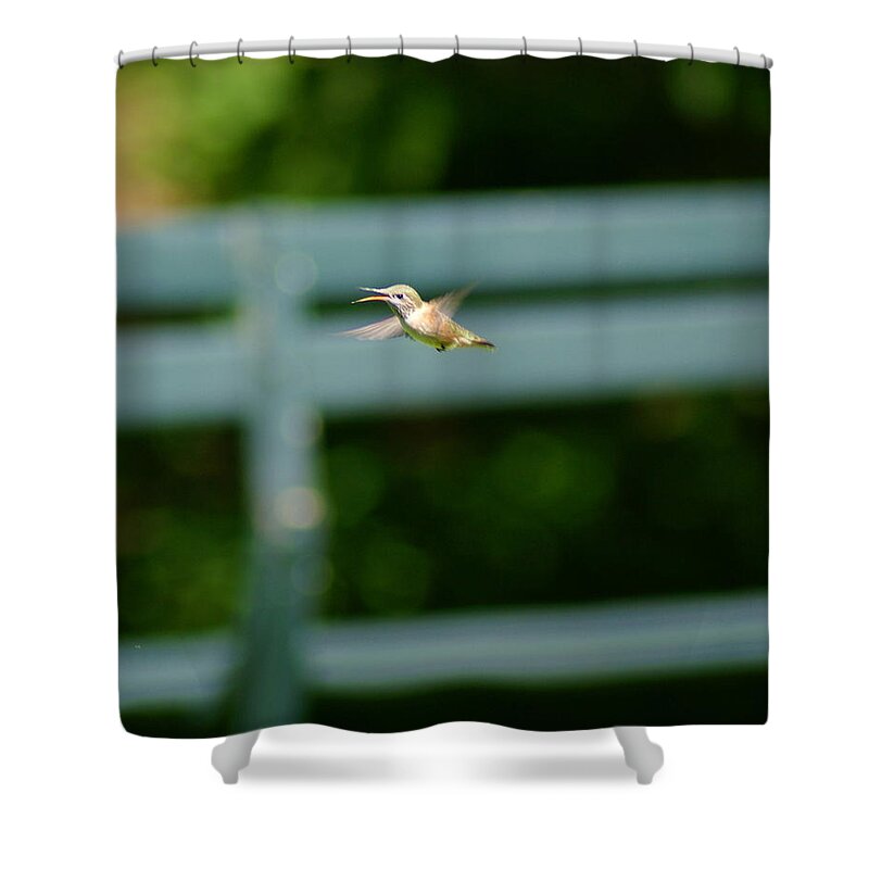 Hummingbird Shower Curtain featuring the photograph Hummer in Flight #1 by Ben Upham III