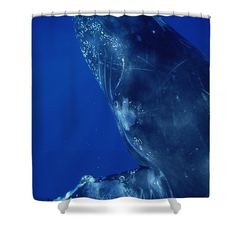 Feb0514 Shower Curtain featuring the photograph Humpback Whale Close Up Of Friendly #1 by Flip Nicklin