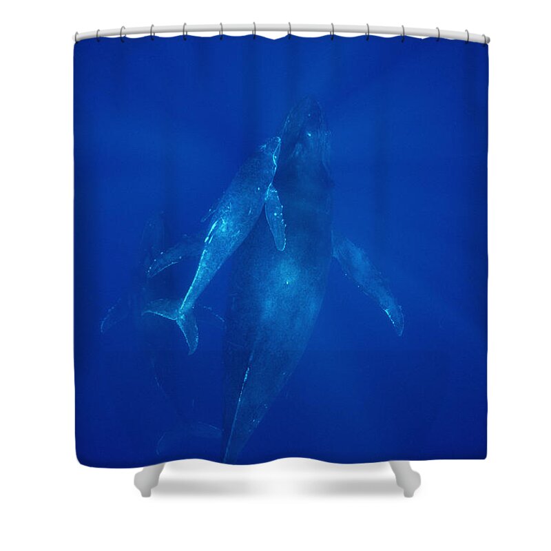 Feb0514 Shower Curtain featuring the photograph Humpback Whale Cow Calf And Male Escort #1 by Flip Nicklin