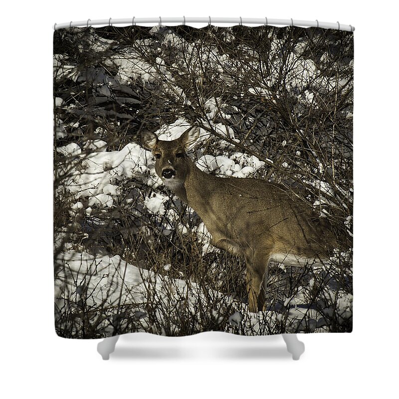 Whitetail Deer Shower Curtain featuring the photograph I See You by Thomas Young