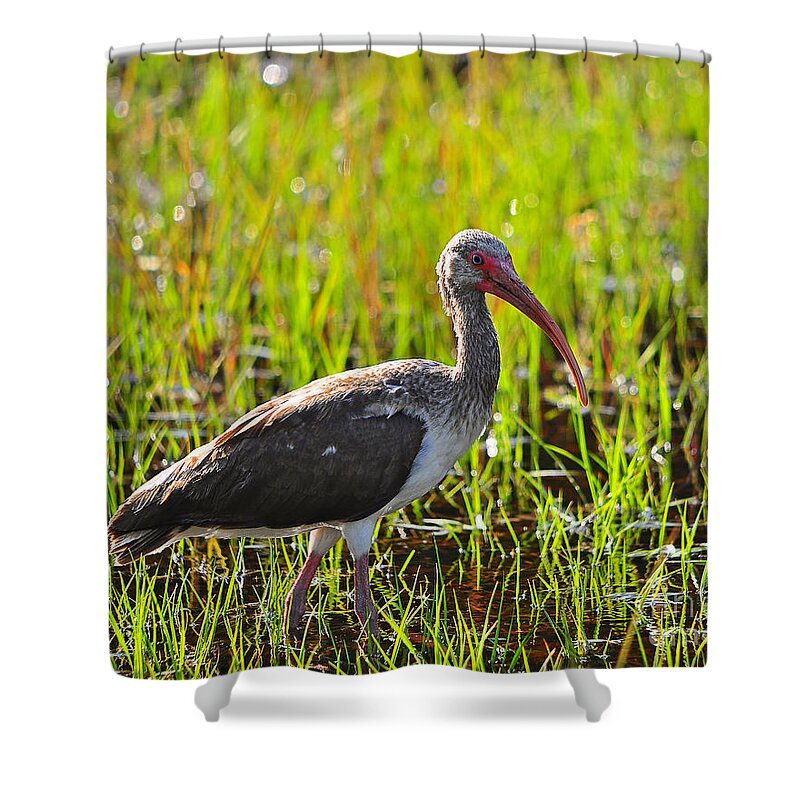 Ibis Shower Curtain featuring the photograph Immature Ibis #1 by Al Powell Photography USA