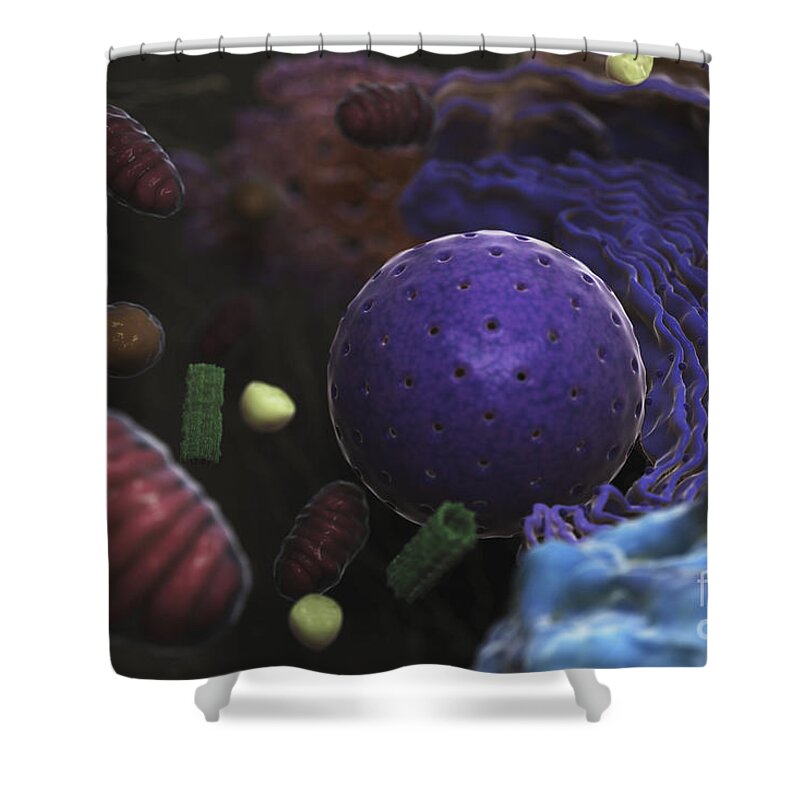 Cells Shower Curtain featuring the photograph Inner Workings Of A Human Cell #1 by Science Picture Co