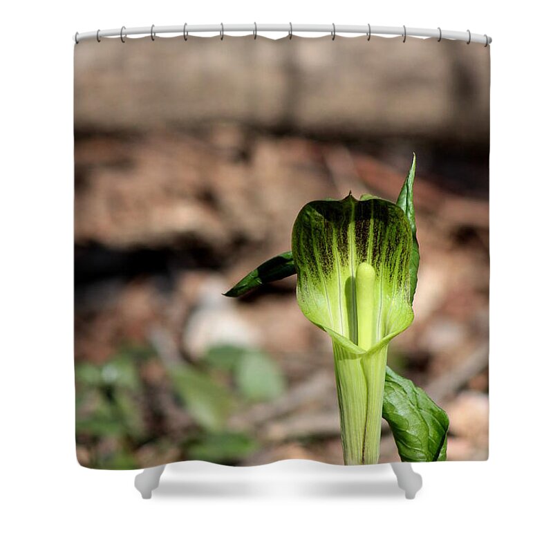 Spring Shower Curtain featuring the photograph Jack's Solo #1 by Carol Estes