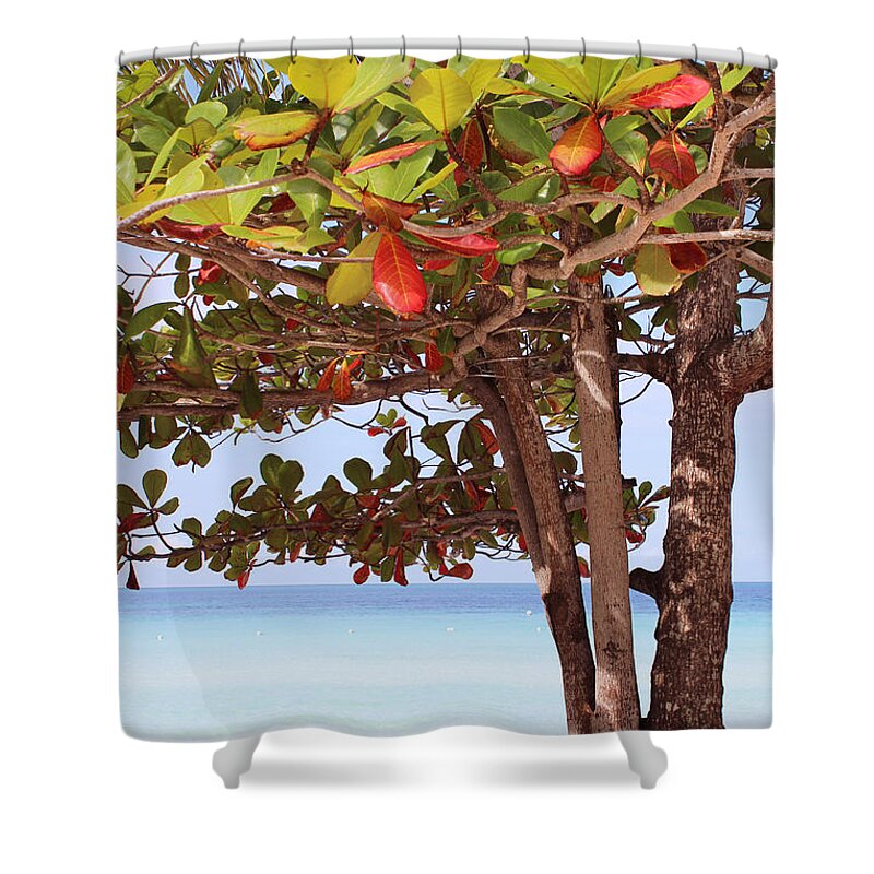 Tree Shower Curtain featuring the photograph Jamaican Day #1 by Samantha Delory