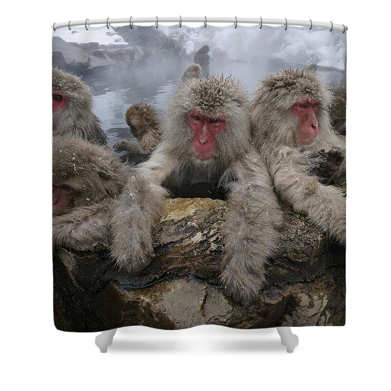 Feb0514 Shower Curtain featuring the photograph Japanese Macaque Group In Hot Spring #1 by Hiroya Minakuchi
