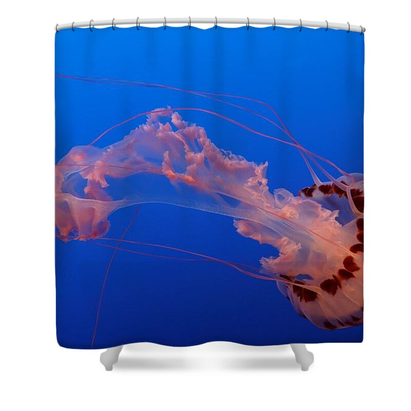 Jelly Shower Curtain featuring the photograph Jelly Beauty #1 by Alexander Fedin