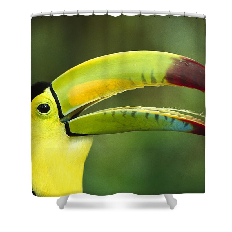 Feb0514 Shower Curtain featuring the photograph Keel-billed Toucan #1 by Gerry Ellis