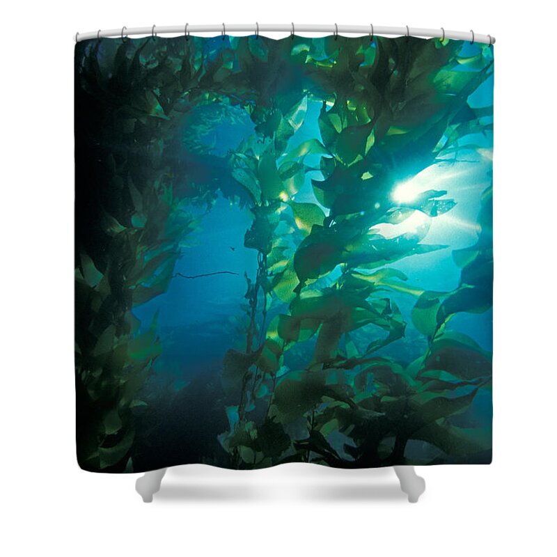 Algae Shower Curtain featuring the photograph Kelp Forest #1 by Greg Ochocki