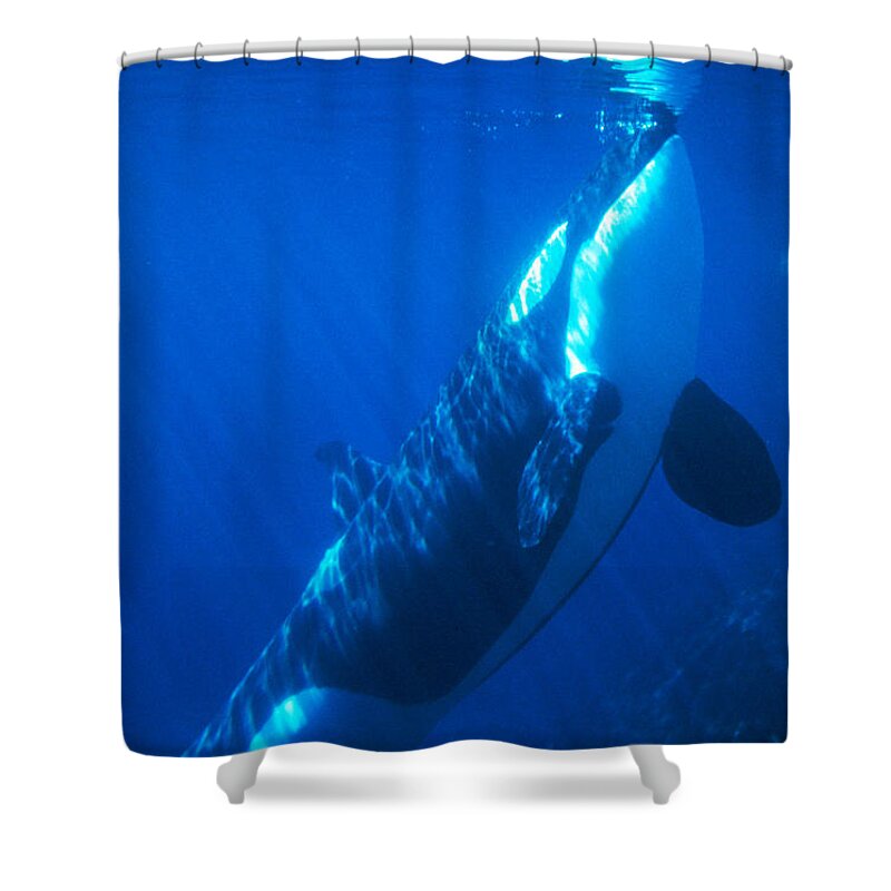 Killer Whale Shower Curtain featuring the photograph Killer Whale #1 by Mark Newman