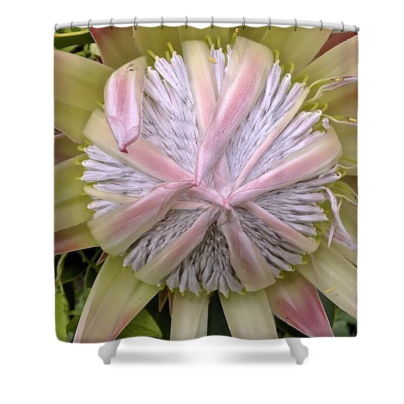Maui Shower Curtain featuring the photograph Lady Fingers King Protea by Cheryl Cutler