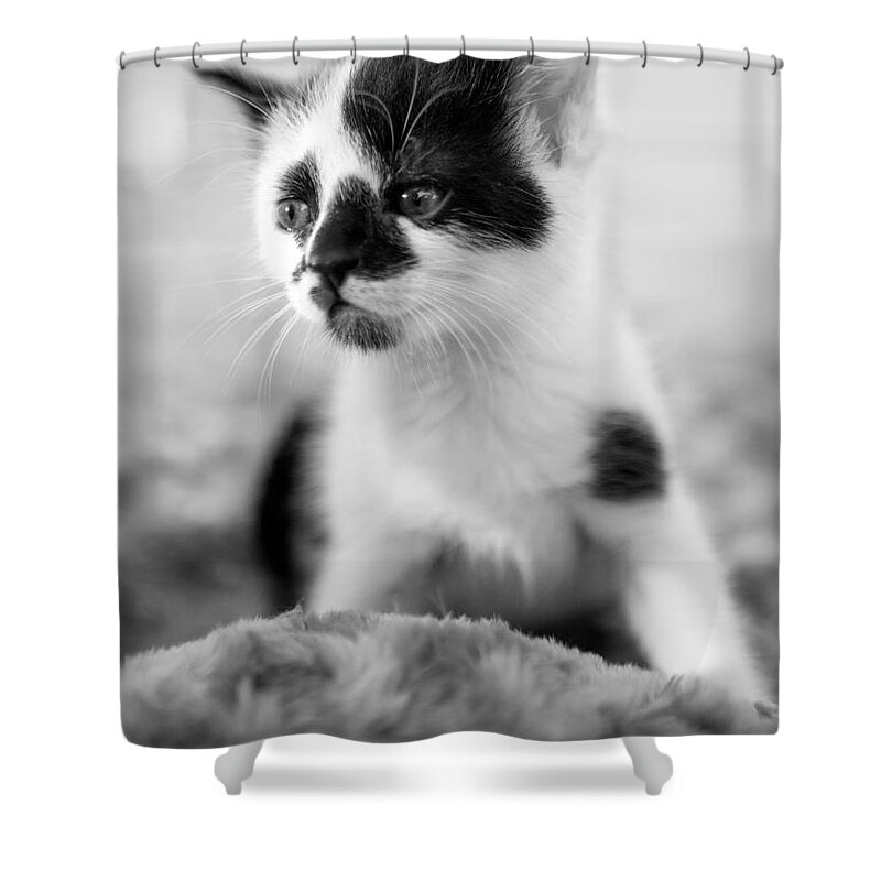 Iris Holzer Richardson Shower Curtain featuring the photograph Kitten dreaming #1 by Iris Richardson