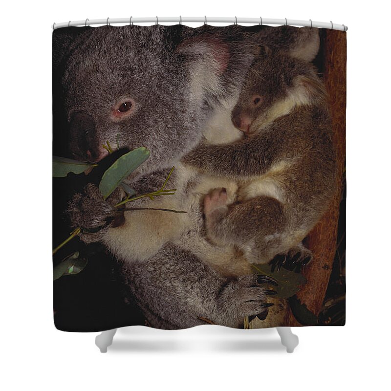 Outdoors Shower Curtain featuring the photograph Koala Mother And Baby #1 by Art Wolfe