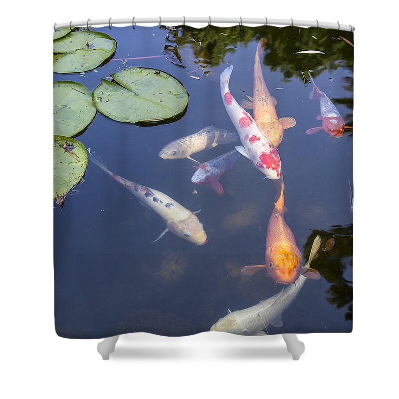 Koi and Lily Pads - Beautiful koi fish and lily pads in a garden. #1 Shower  Curtain by Jamie Pham - Fine Art America