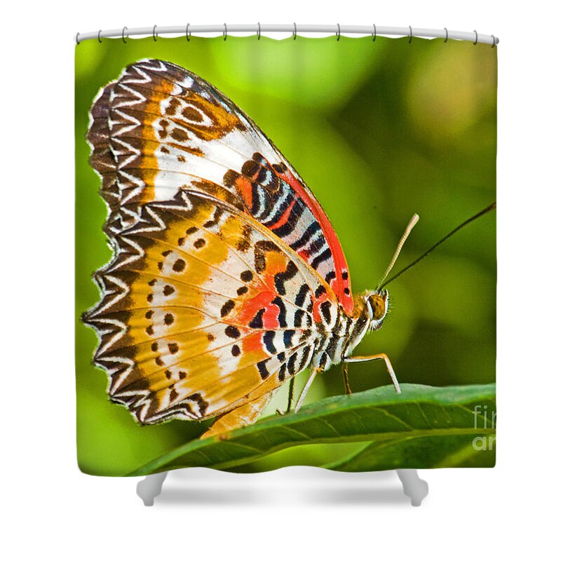 Animal Shower Curtain featuring the photograph Lacewing Butterfly #1 by Millard H Sharp
