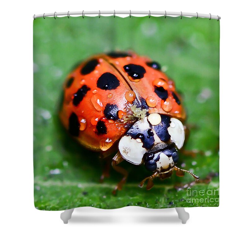 Ladybug Shower Curtain featuring the photograph Ladybug #2 by Kerri Farley