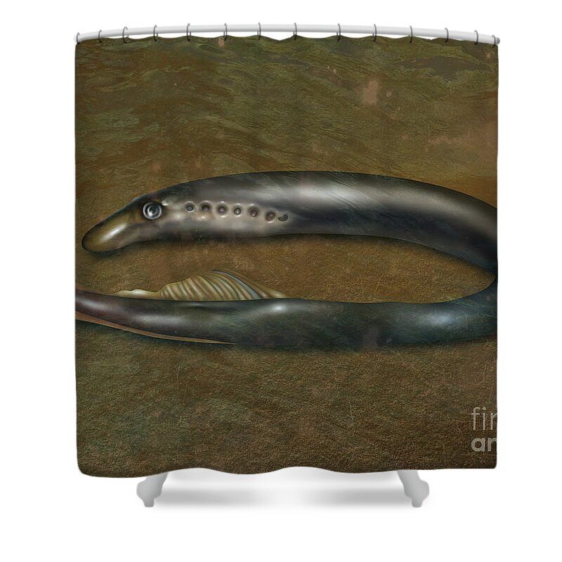 Nature Shower Curtain featuring the photograph Lamprey Eel, Illustration by Gwen Shockey