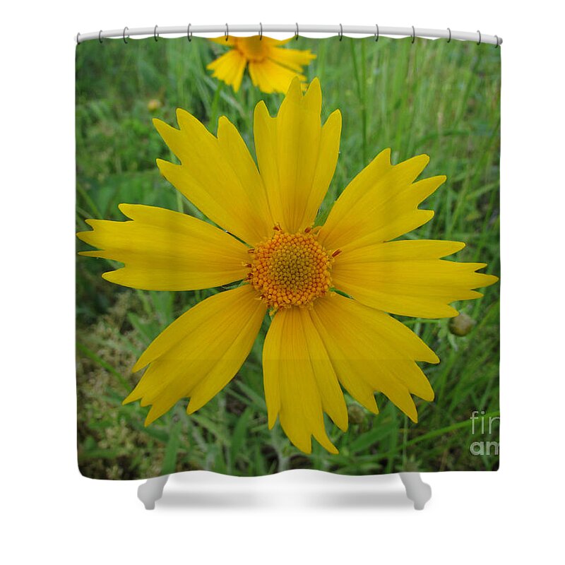 Flowers Shower Curtain featuring the photograph Lanceleaf Coreopsis by Jamie Smith