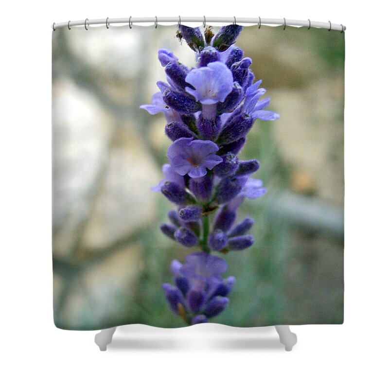 Lavender Shower Curtain featuring the photograph Lavender by Nina Ficur Feenan