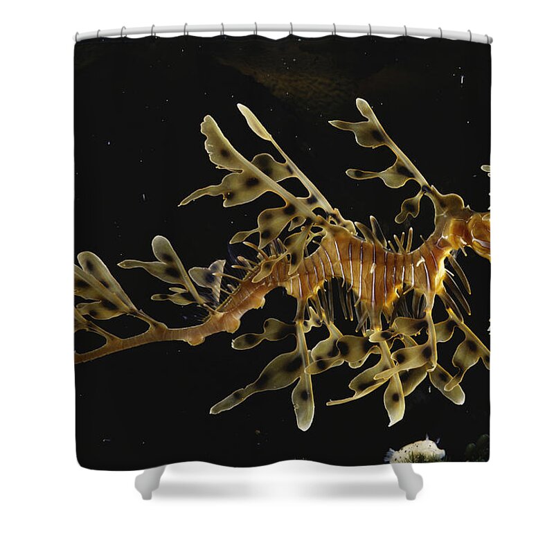 Leafy Sea Dragon Shower Curtain featuring the photograph Leafy Sea Dragon #1 by Dr. Paul Zahl
