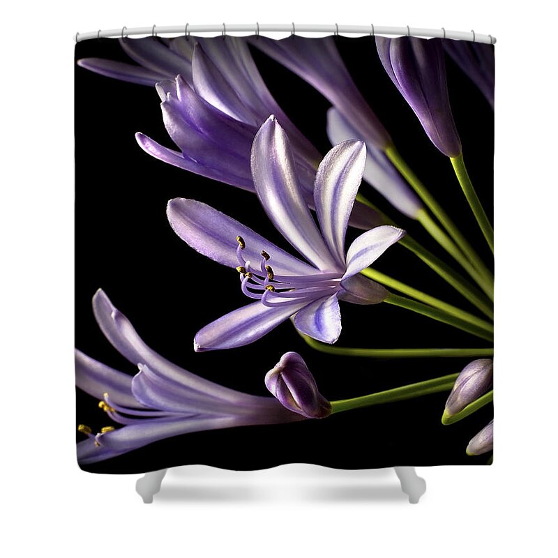 Flower Shower Curtain featuring the photograph Lilies Of The Nile #1 by Endre Balogh