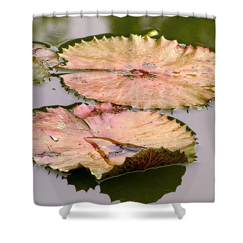 Lily Pads Shower Curtain featuring the photograph Lily Pads #1 by Jennifer Wheatley Wolf