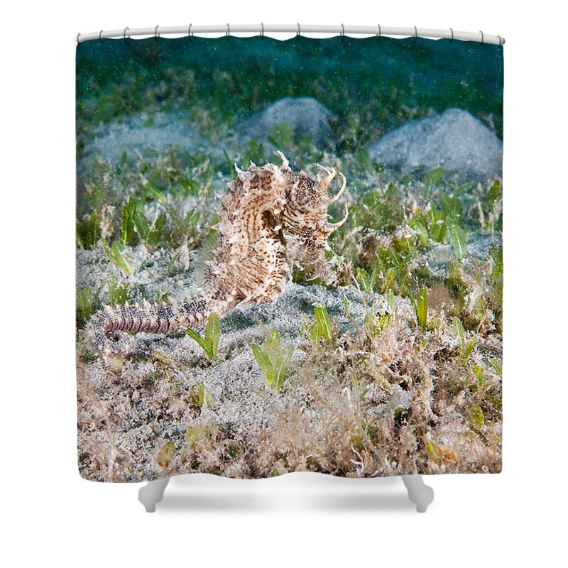 Lined Seahorse Shower Curtain featuring the photograph Lined Seahorse #1 by Andrew J. Martinez