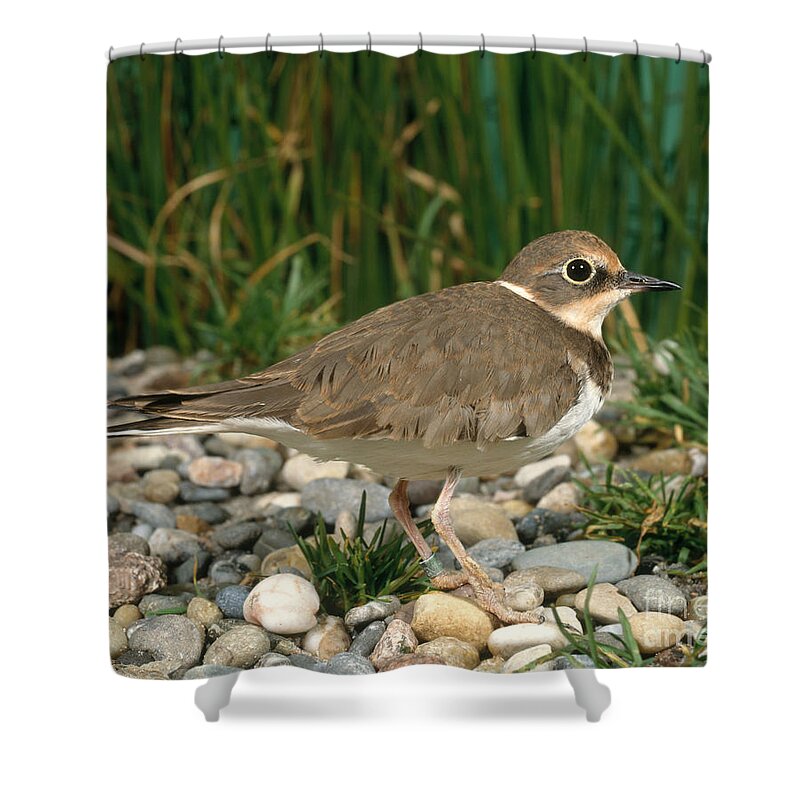 Plover Shower Curtain featuring the photograph Little Ringed Plover #1 by Hans Reinhard