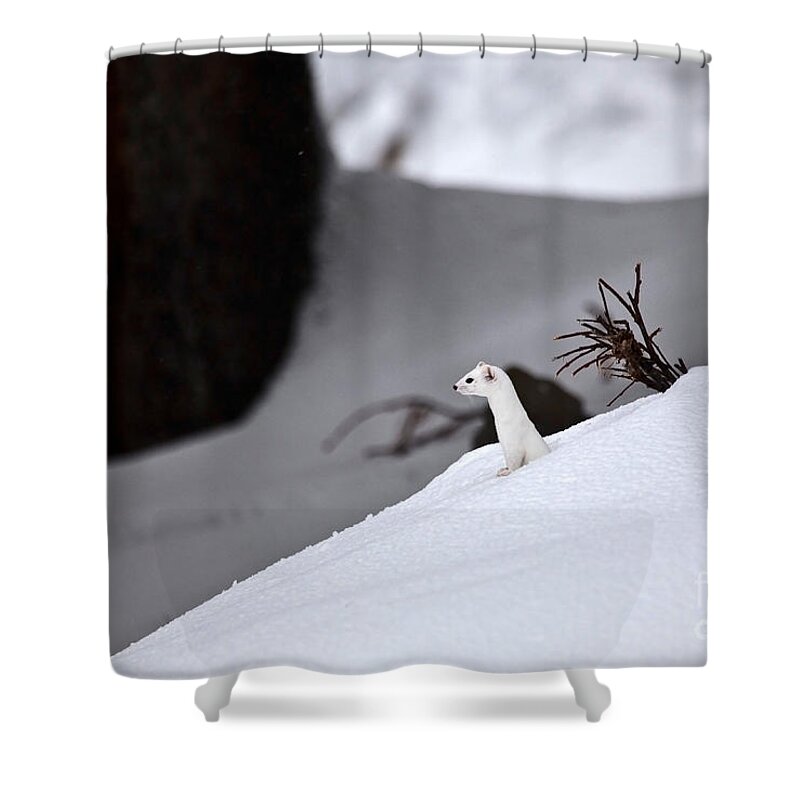 Nature Shower Curtain featuring the photograph Long-tailed Weasel In Winter #2 by Greg Dimijian