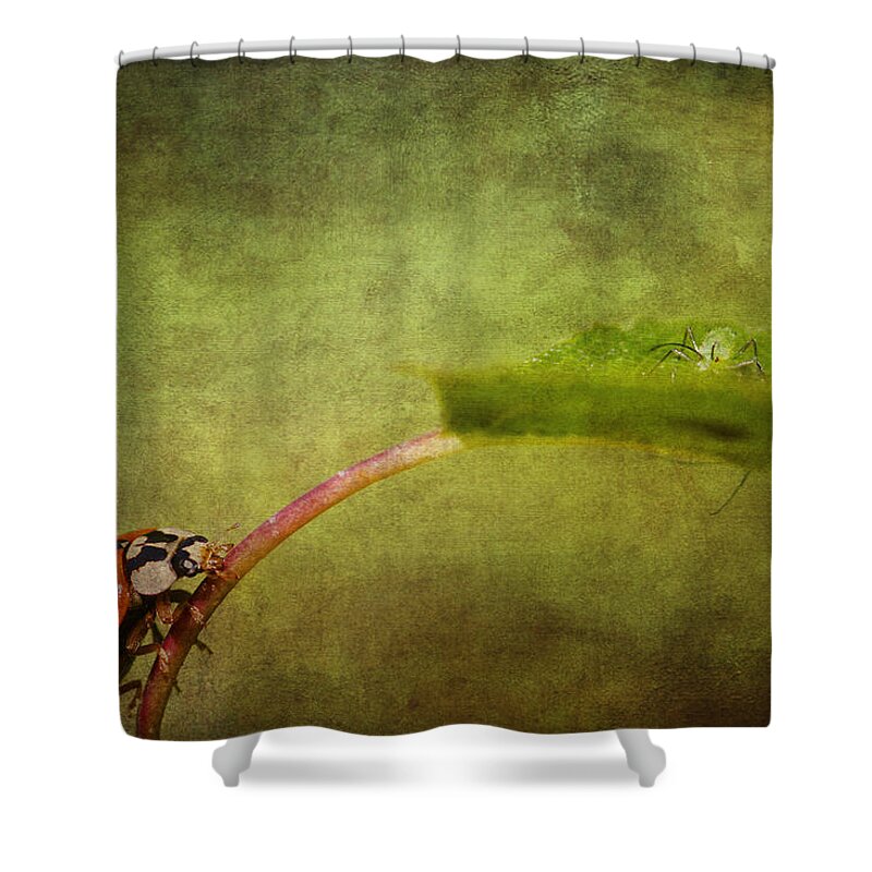 Ladybird Shower Curtain featuring the photograph Looking for dinner #1 by Chris Smith