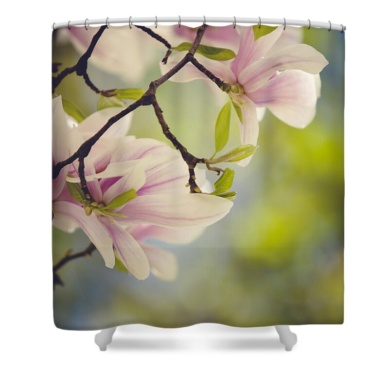 Magnolia Shower Curtain featuring the photograph Magnolia Flowers by Nailia Schwarz