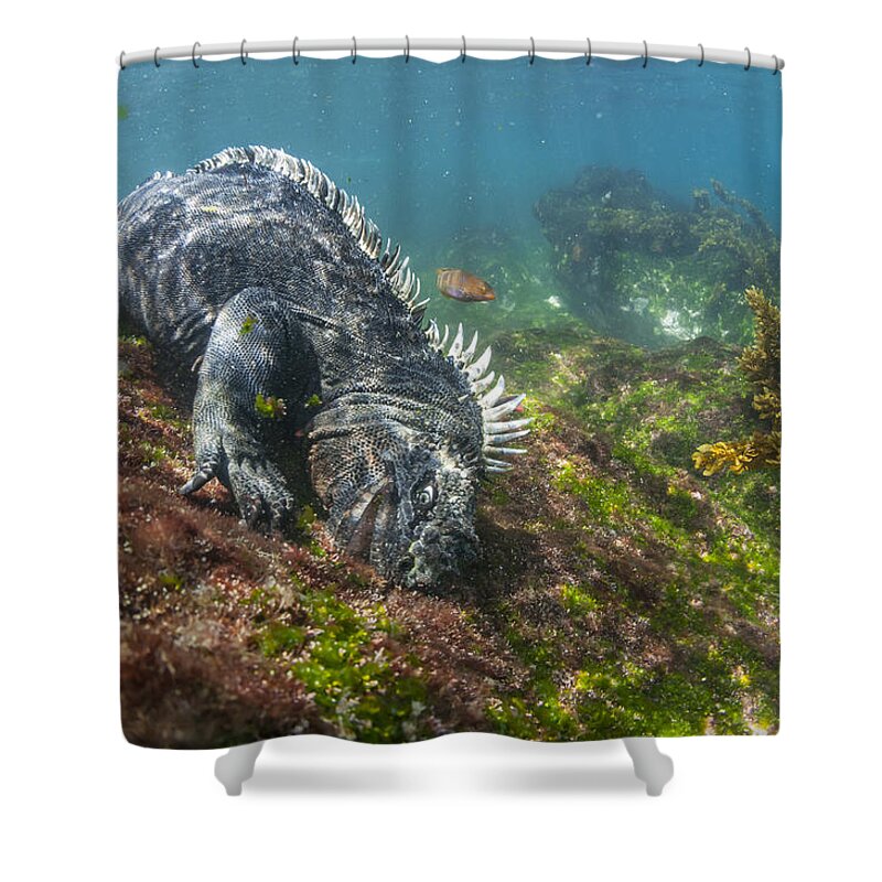 Tui De Roy Shower Curtain featuring the photograph Marine Iguana Feeding On Algae Punta by Tui De Roy