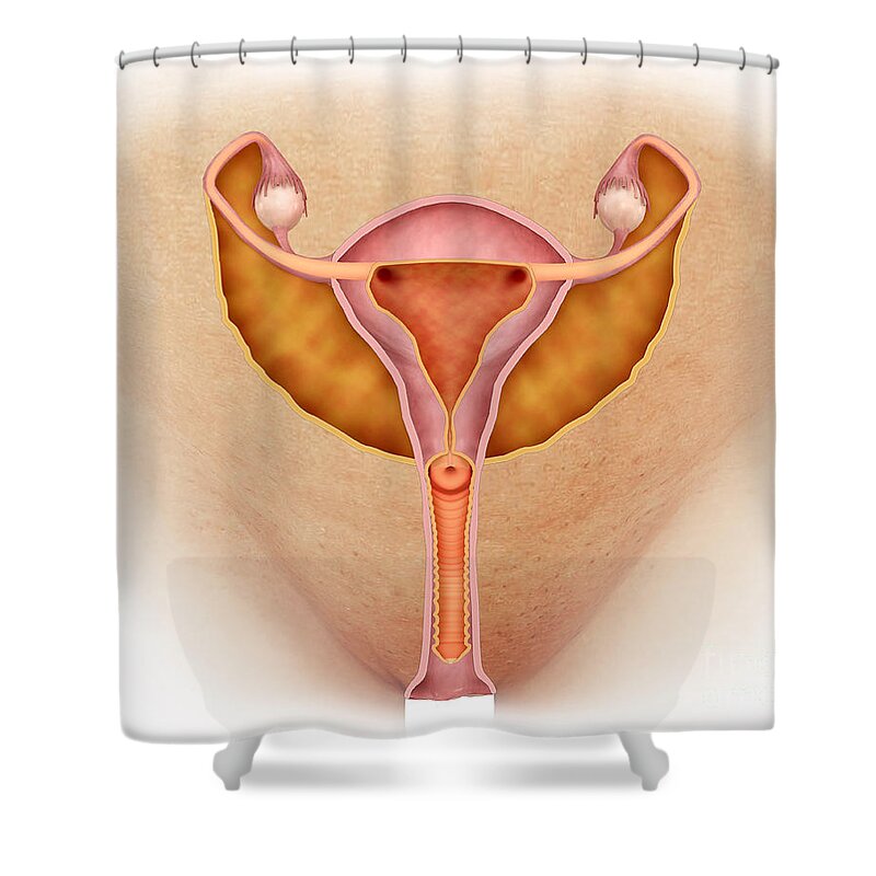 Female Reproductive System Shower Curtains