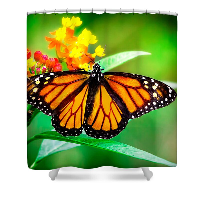 Monarch Butterfly Shower Curtain featuring the photograph Monarch Butterfly #2 by Mark Andrew Thomas