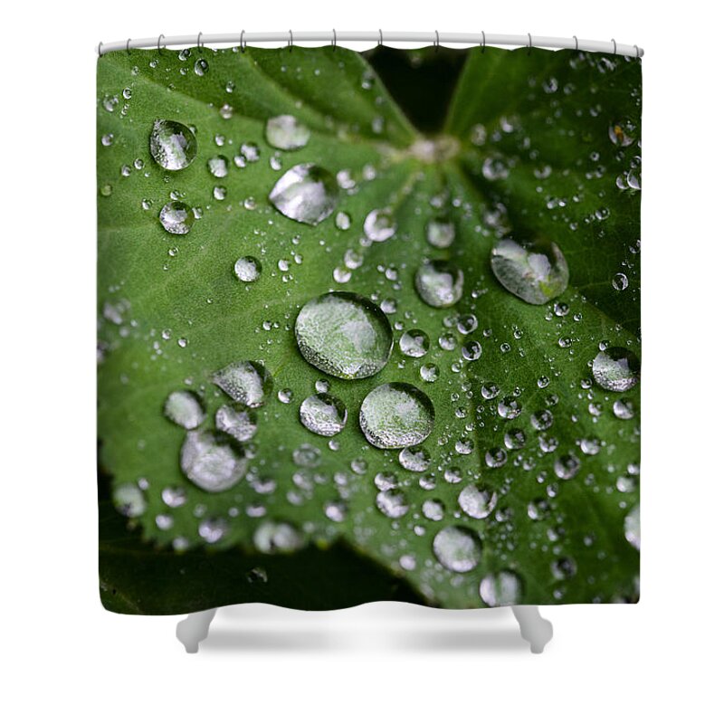 Dew Shower Curtain featuring the photograph Morning Dew #1 by Chevy Fleet