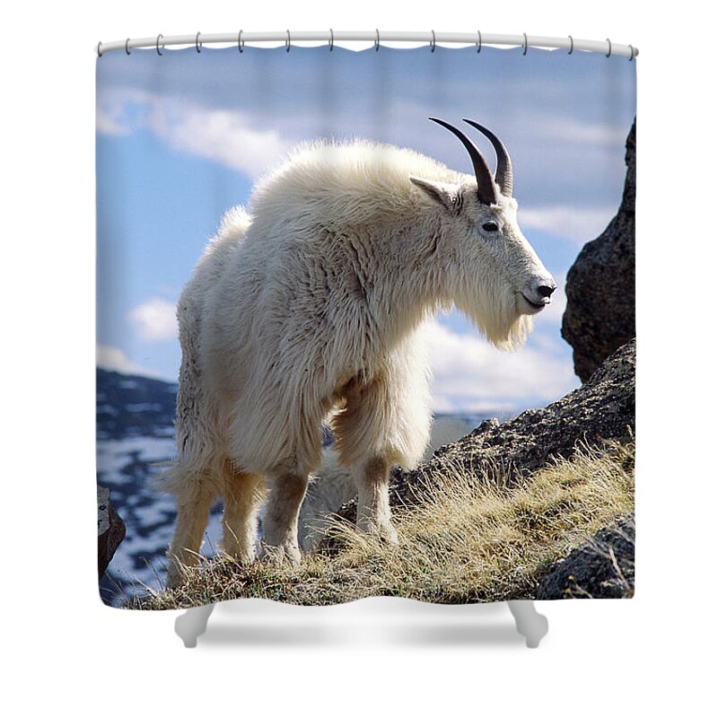 Mountain Goat Shower Curtain featuring the photograph Mountain Goat #1 by Craig K. Lorenz