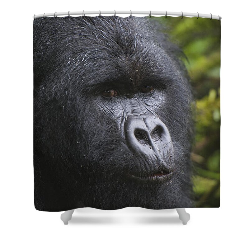 Feb0514 Shower Curtain featuring the photograph Mountain Gorilla Silverback Rwanda by D. & E. Parer-Cook