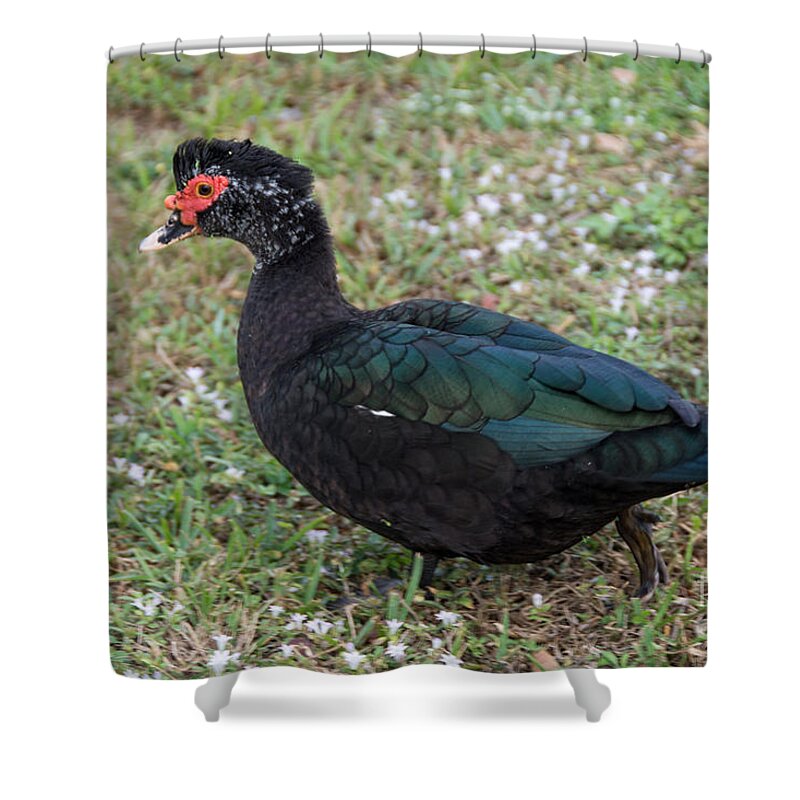 Animals Shower Curtain featuring the digital art Muscovy Ducks #1 by Carol Ailles