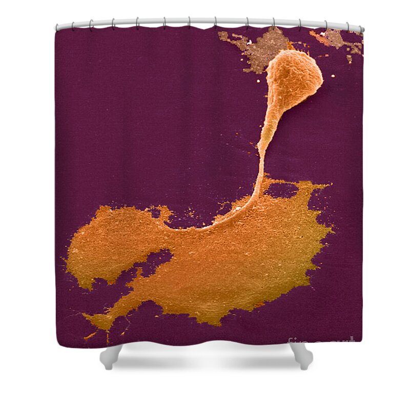 Science Shower Curtain featuring the photograph Nerve Cell With Axon And Growth Cone #1 by Science Source