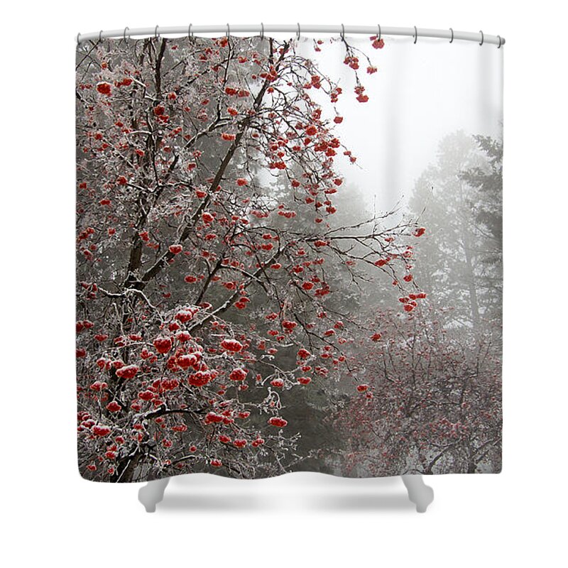 Landscape Shower Curtain featuring the photograph New Year's Day #1 by Kathy Bassett