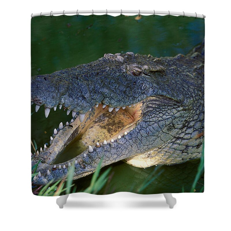 Croc Shower Curtain featuring the photograph Nile Crocodile #1 by Nigel J. Dennis