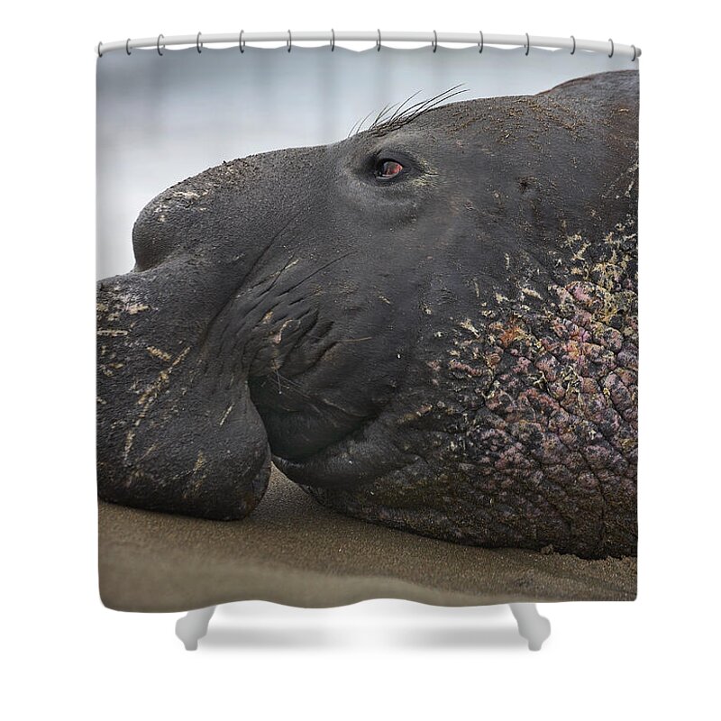 Feb0514 Shower Curtain featuring the photograph Northern Elephant Seal Bull California #1 by Tim Fitzharris
