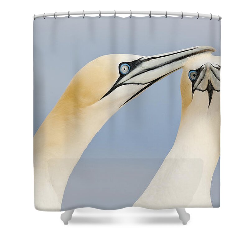 Nis Shower Curtain featuring the photograph Northern Gannets Greeting Saltee Island by Bart Breet