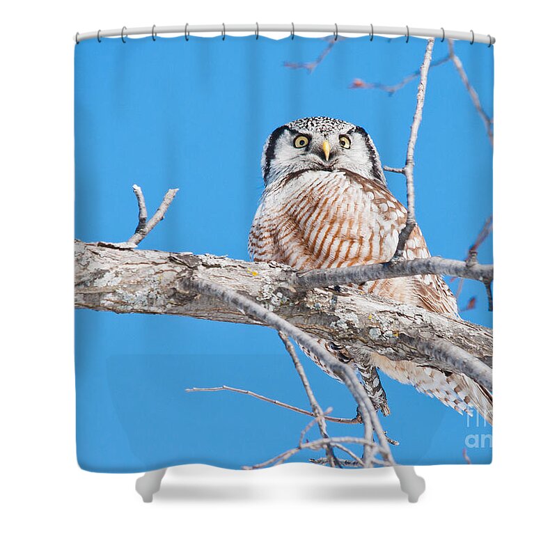  Shower Curtain featuring the photograph Northern Hawk Owl #1 by Cheryl Baxter