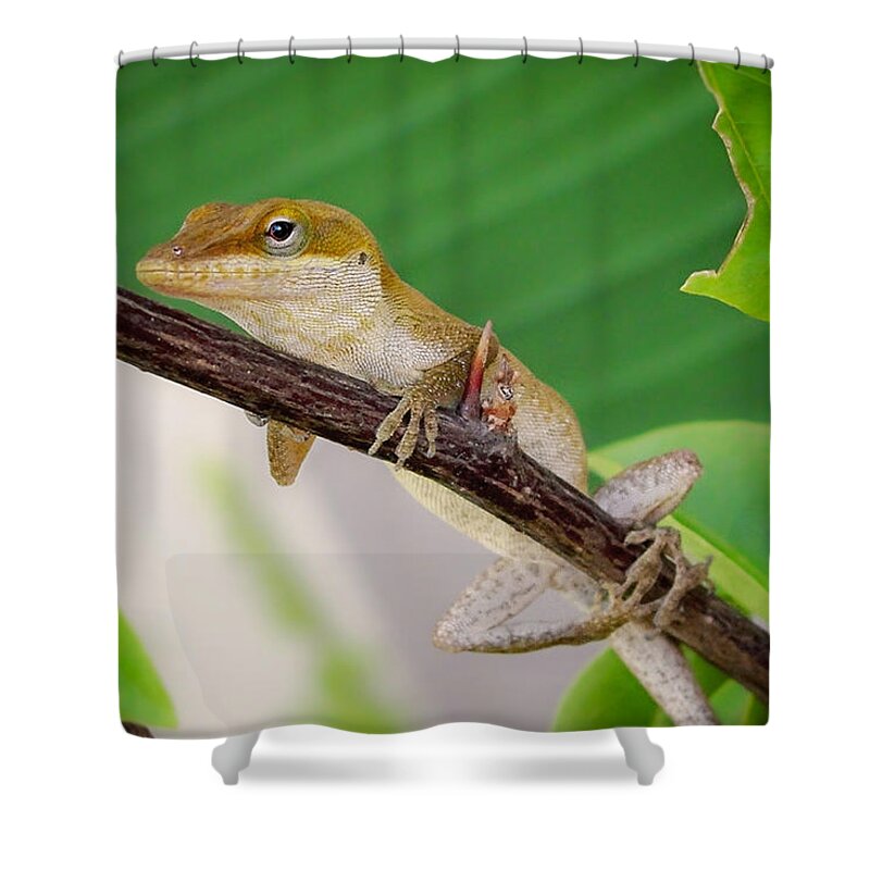 Lizard Shower Curtain featuring the photograph On Guard #1 by TK Goforth