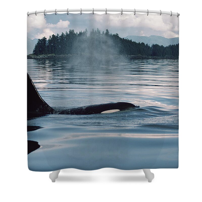 Feb0514 Shower Curtain featuring the photograph Orca Surfacing Johnstone Strait Bc #1 by Flip Nicklin