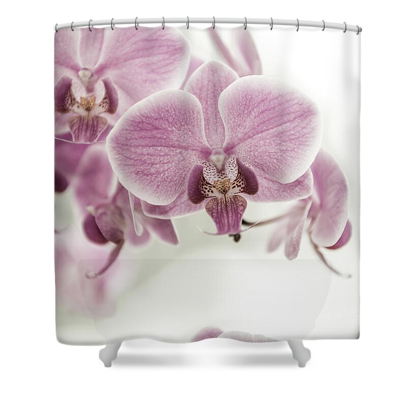 Asia Shower Curtain featuring the photograph Orchid Pink Vintage by Hannes Cmarits
