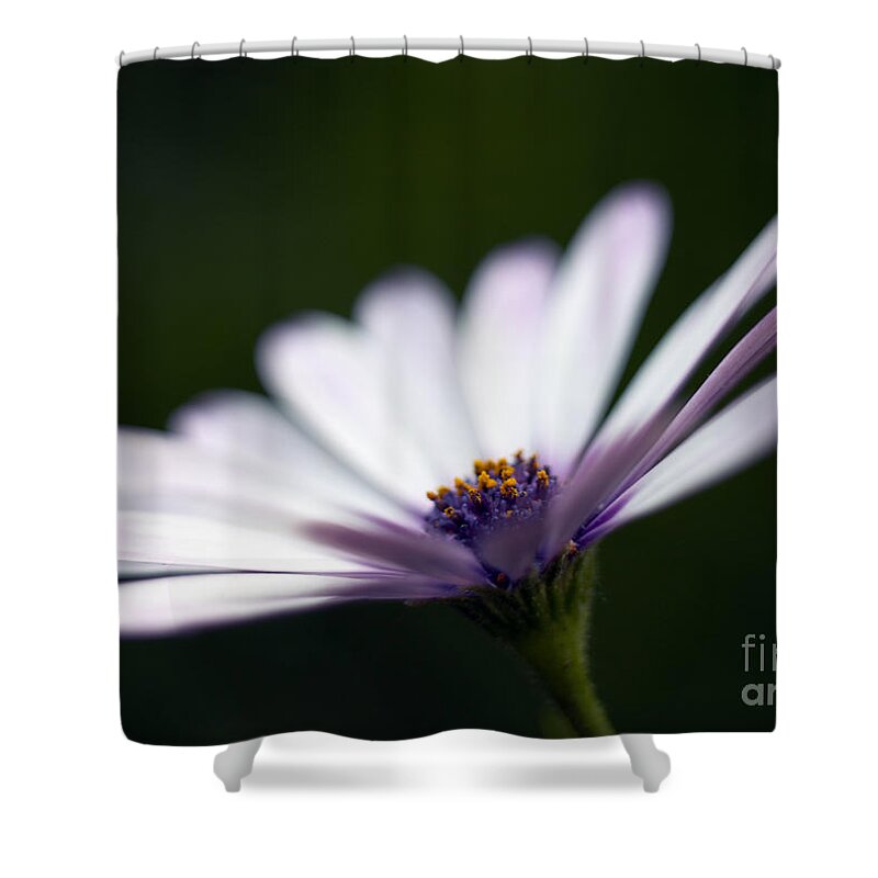 Osteospermum Shower Curtain featuring the photograph Osteospermum daisy #1 by Tony Cordoza