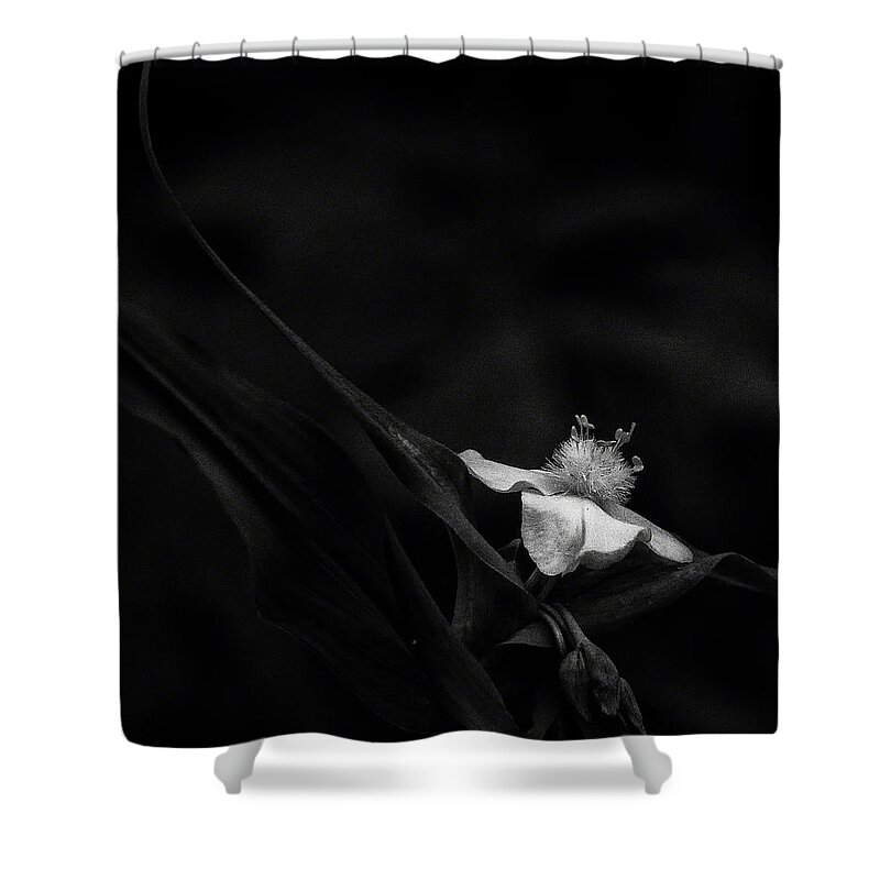 Black And White Shower Curtain featuring the photograph Ozark Spiderwort Near Broadwater Falls by Michael Dougherty
